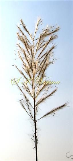  Inflorescence